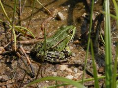 Teichfrosch im "Garten der Stille" - Gelände des Alexianer Krankenhauses in Münster