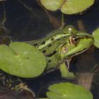 Teichfrosch im "Garten der Stille" - Gelände des Alexianer Krankenhauses in Münster