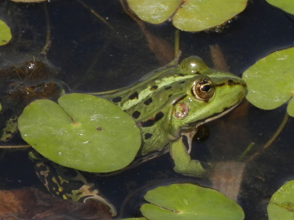 Teichfrosch im "Garten der Stille" - Gelände des Alexianer Krankenhauses in Münster