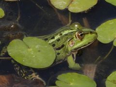 Teichfrosch im "Garten der Stille" - Gelände des Alexianer Krankenhauses in Münster