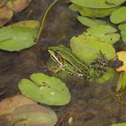 Teichfrosch im "Garten der Stille" - Gelände des Alexianer Krankenhauses in Münster