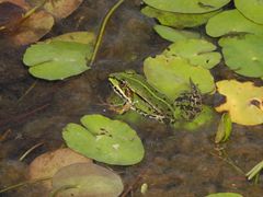 Teichfrosch im "Garten der Stille" - Gelände des Alexianer Krankenhauses in Münster