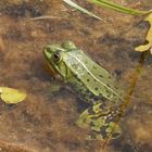 Teichfrosch im "Garten der Stille" - Gelände des Alexianer Krankenhauses in Münster