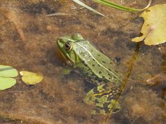 Teichfrosch im "Garten der Stille" - Gelände des Alexianer Krankenhauses in Münster