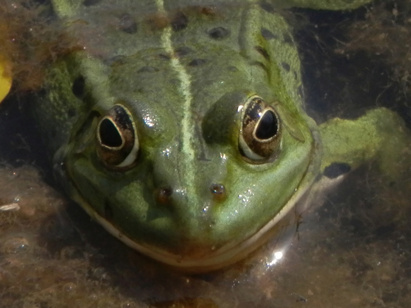 Teichfrosch im "Garten der Stille" - Gelände des Alexianer Krankenhauses in Münster