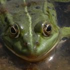 Teichfrosch im "Garten der Stille" - Gelände des Alexianer Krankenhauses in Münster