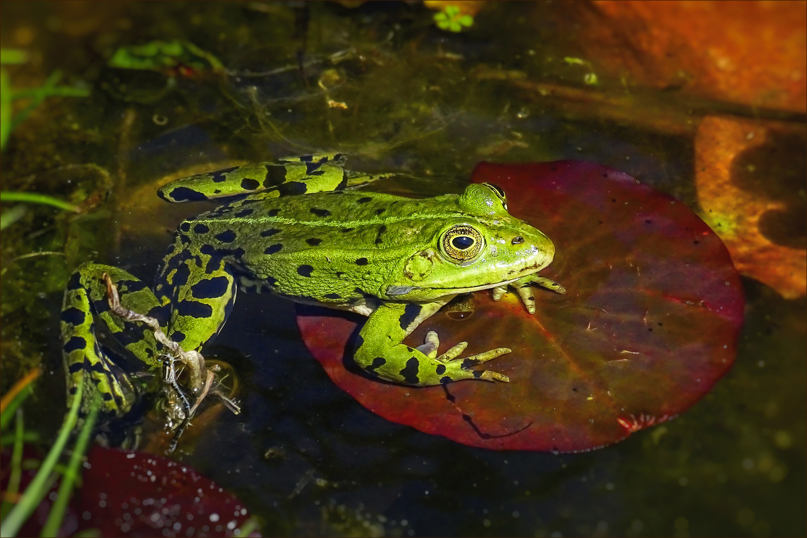 Teichfrosch im Gartenteich 