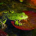 Teichfrosch im Gartenteich 