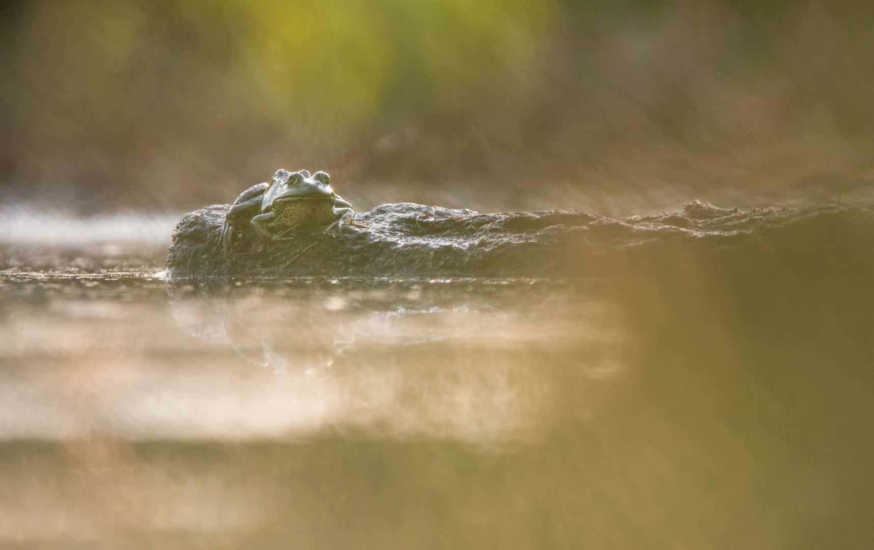 ____Teichfrosch im Gegenlicht_______