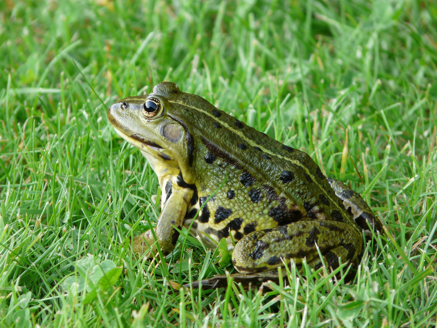 Teichfrosch im Gras