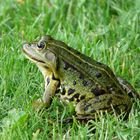 Teichfrosch im Gras