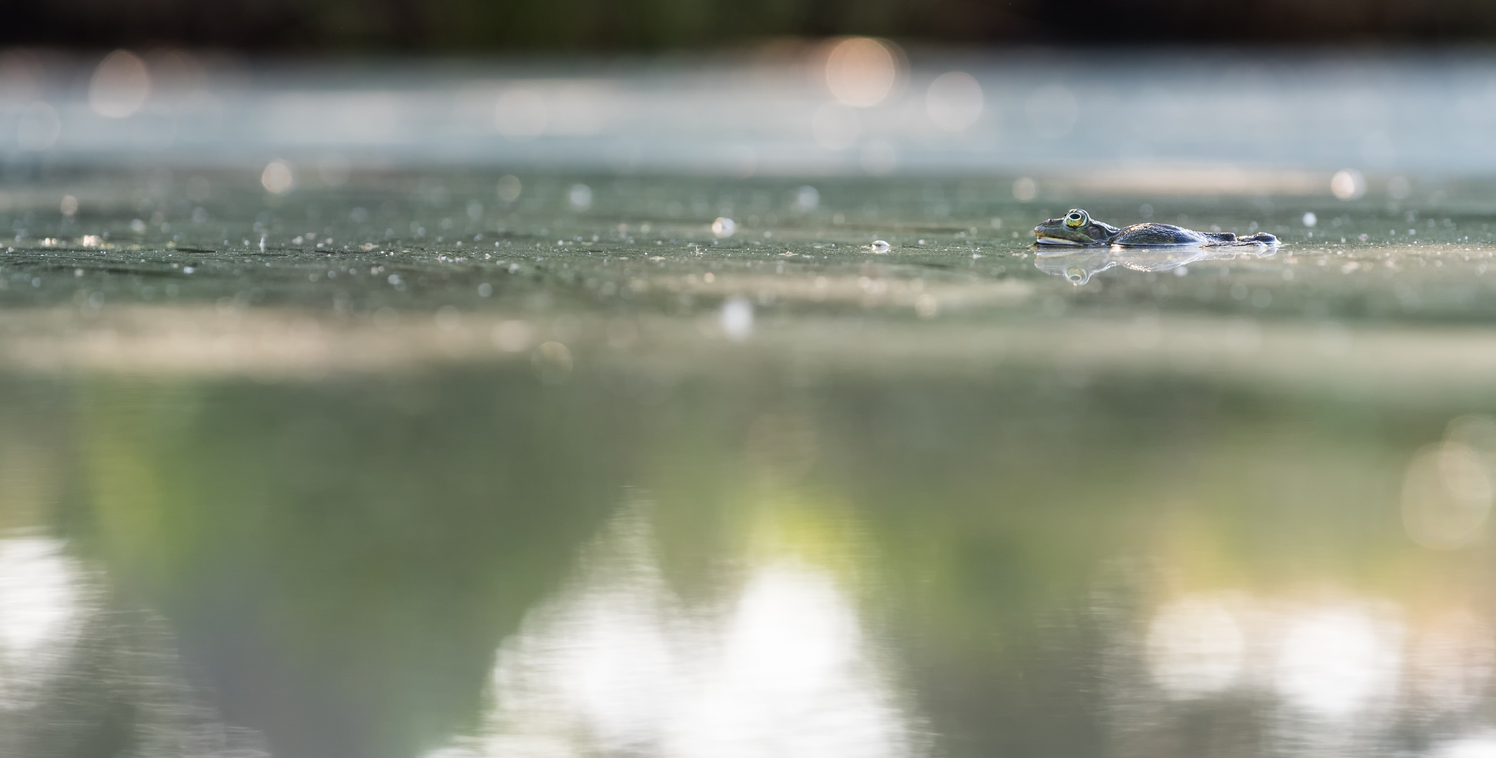 ____teichfrosch im morgenlicht___