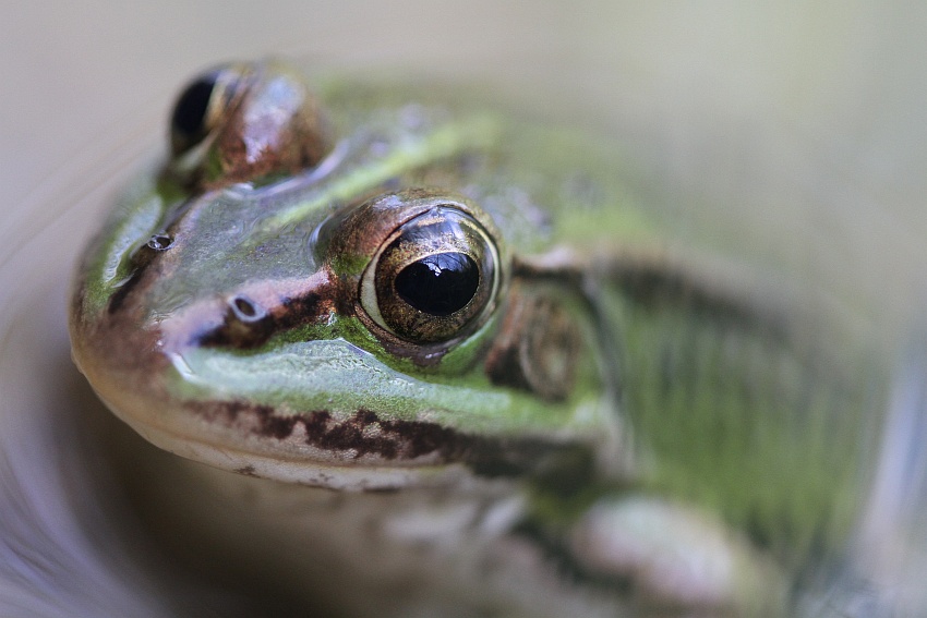 Teichfrosch im Nebel ??