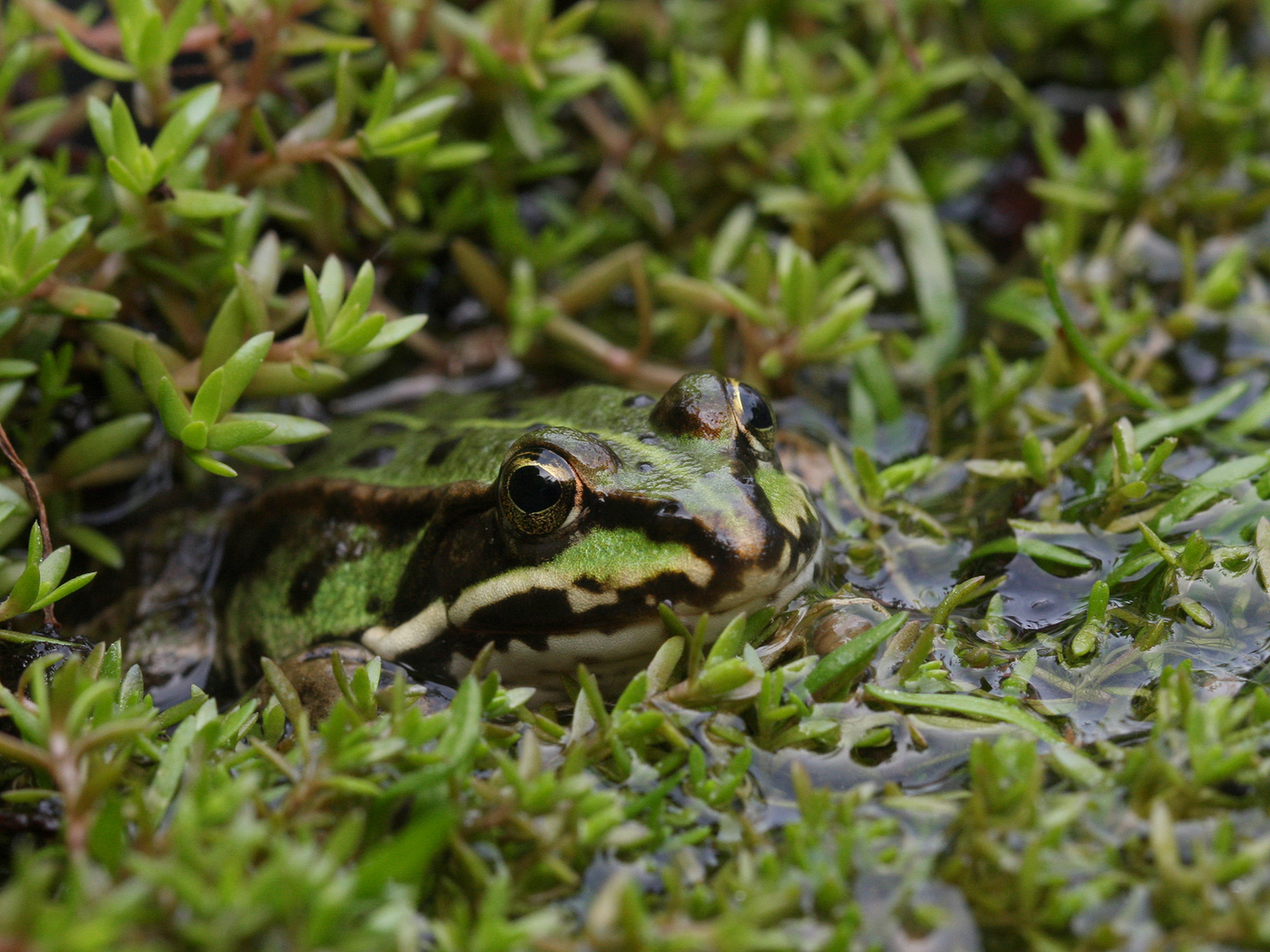 Teichfrosch im Tarnanzug