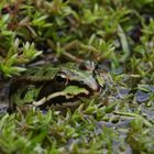 Teichfrosch im Tarnanzug