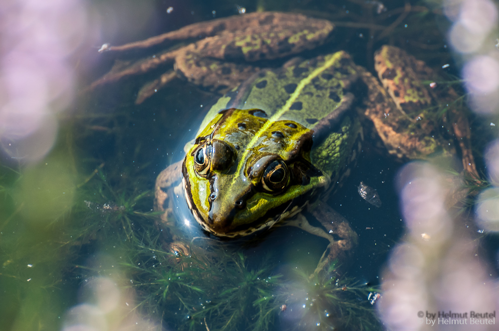 Teichfrosch im Tister Bauernmoor