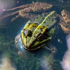 Teichfrosch im Tister Bauernmoor