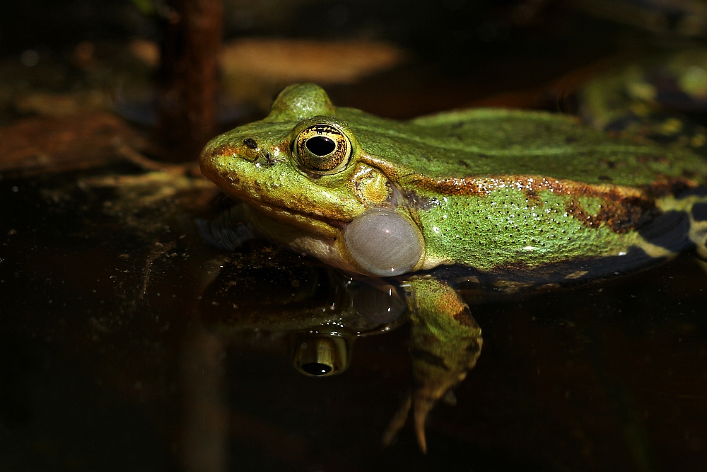 Teichfrosch in Action