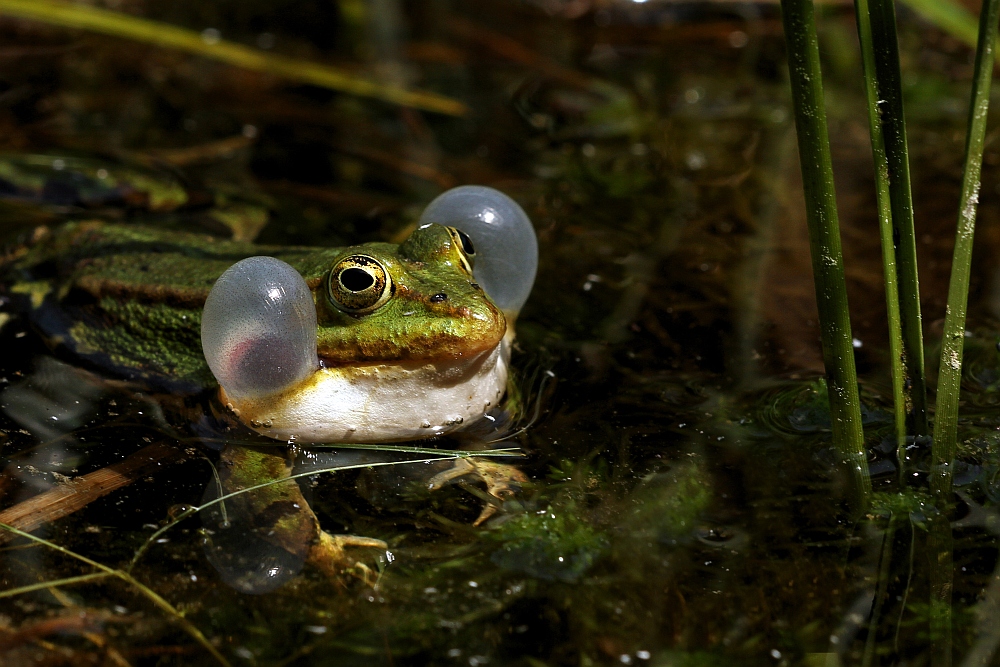 Teichfrosch in Action