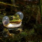 Teichfrosch in Action