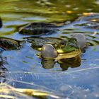 Teichfrosch in Concert