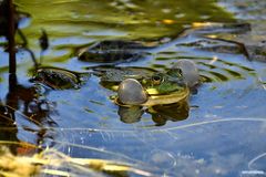 Teichfrosch in Concert