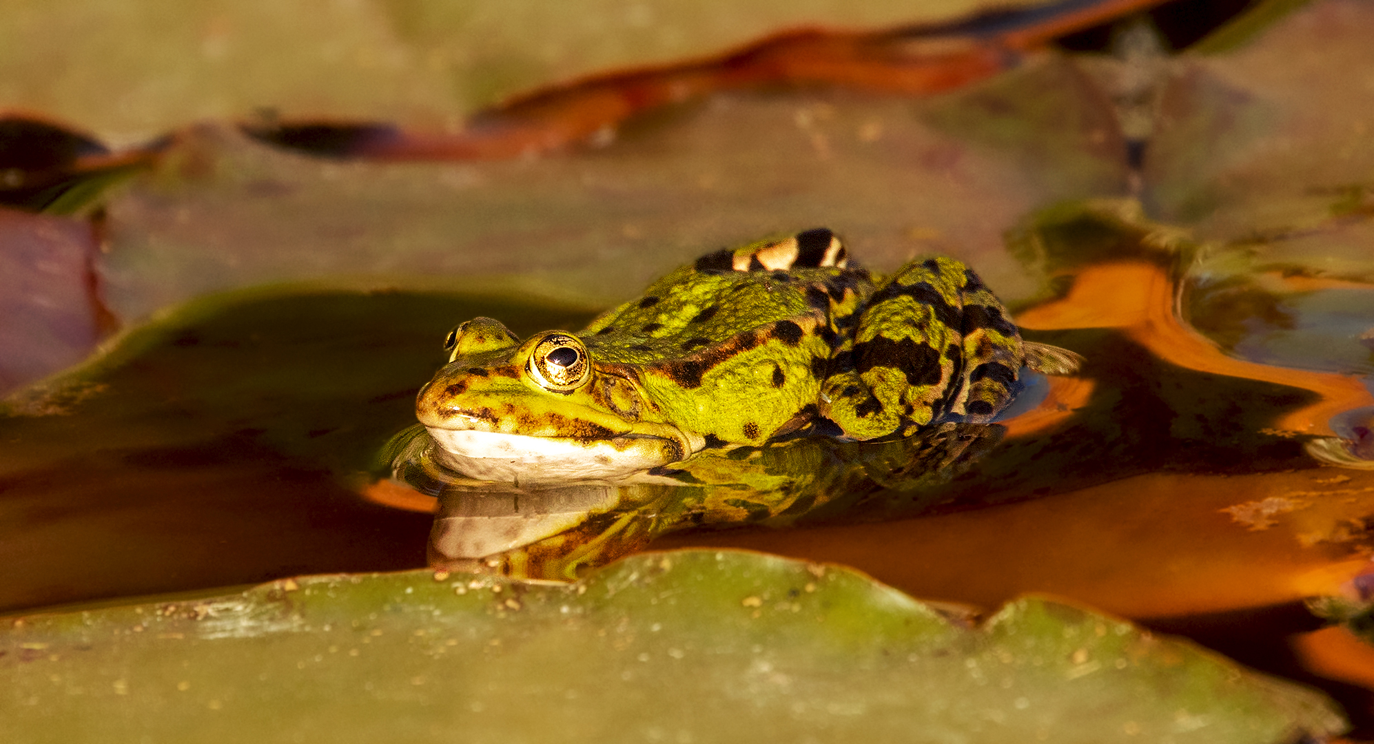 Teichfrosch in der Abendsonne 016