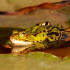 Teichfrosch in der Abendsonne 016