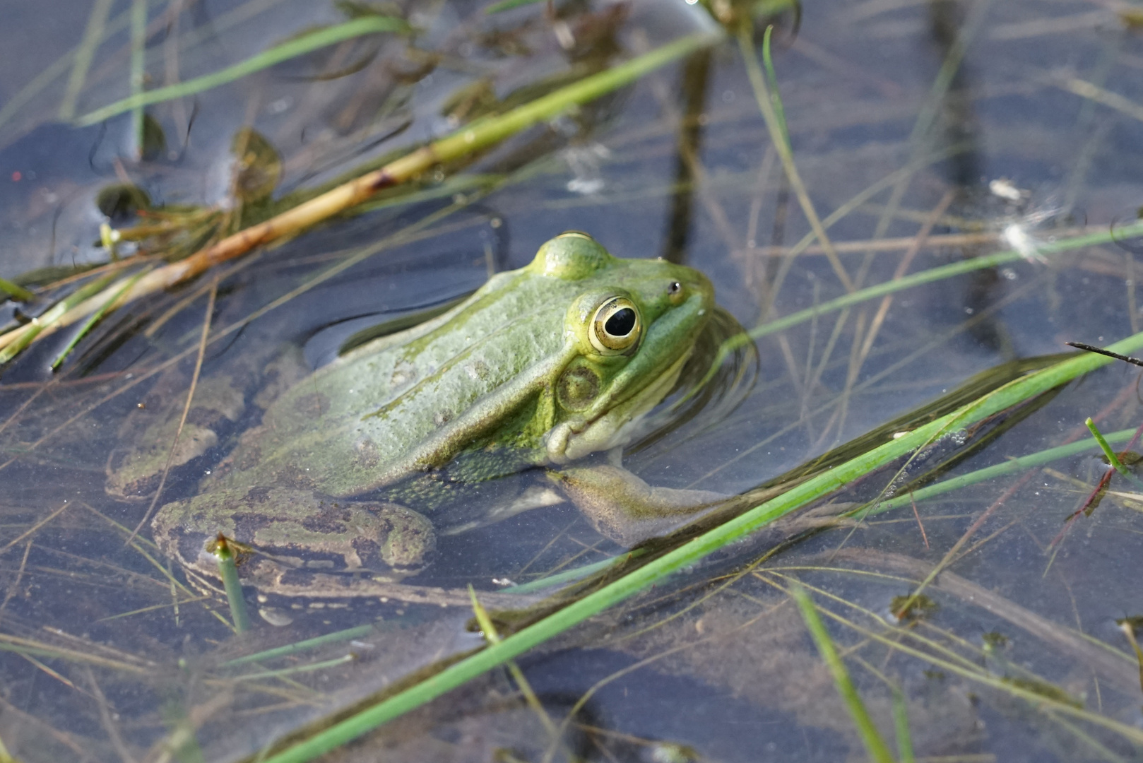 Teichfrosch in der Drover Heide