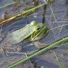 Teichfrosch in der Drover Heide