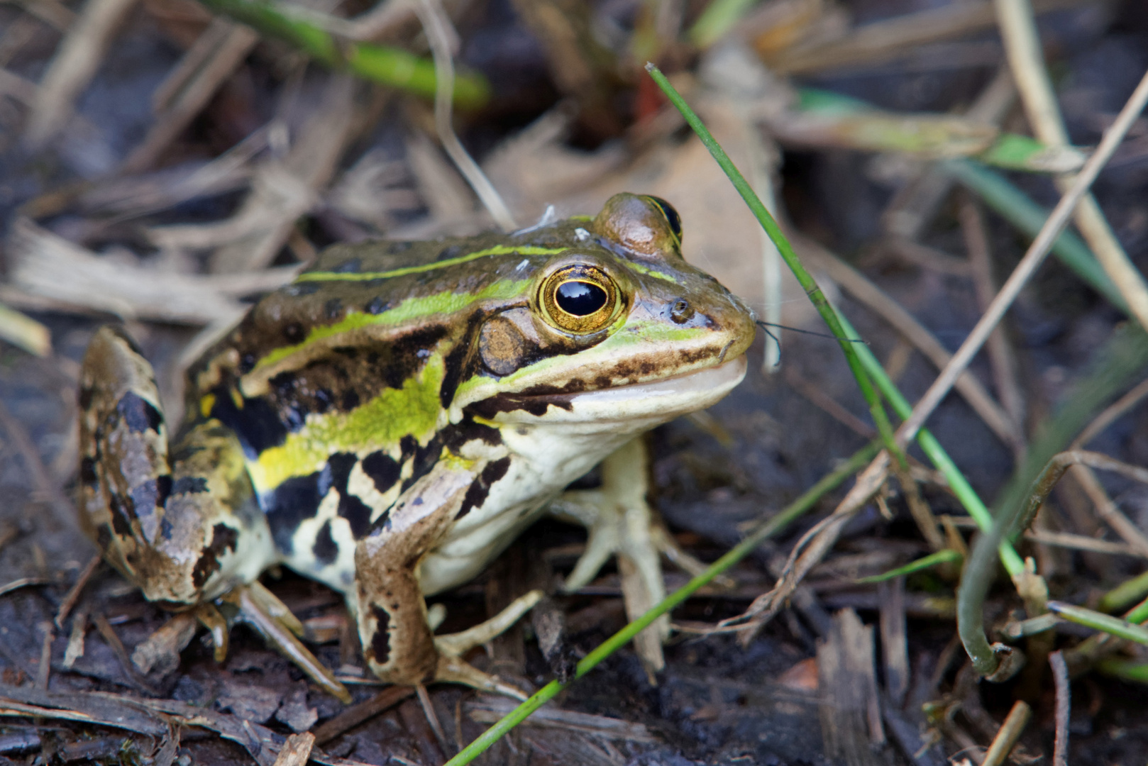 Teichfrosch in der Drover Heide