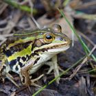 Teichfrosch in der Drover Heide