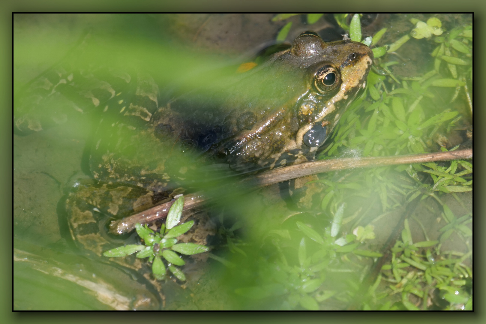 Teichfrosch (?) in der Ruhr