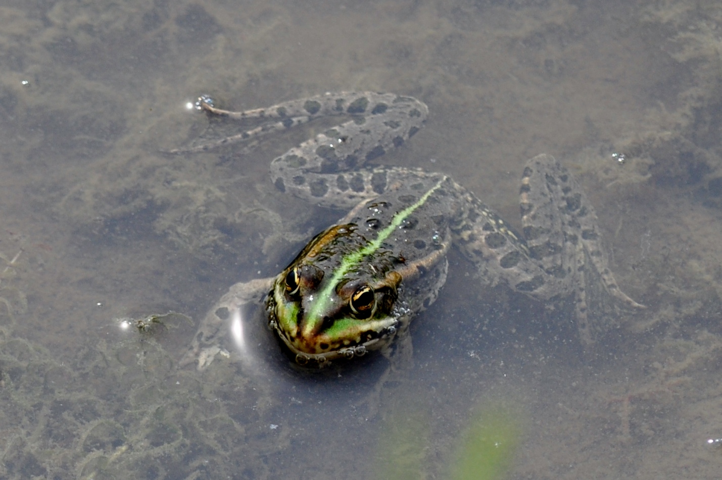 Teichfrosch in einer Blänke in der Hammer Lippeaue.