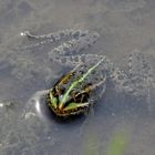 Teichfrosch in einer Blänke in der Hammer Lippeaue.