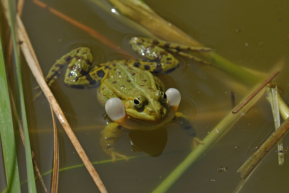 Teichfrosch in Konzert 01