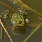 Teichfrosch in Konzert 01