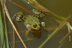 Teichfrosch in Konzert 01