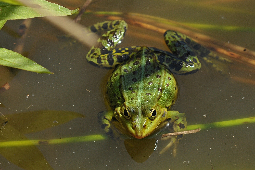 Teichfrosch in Konzert 02