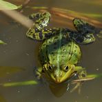 Teichfrosch in Konzert 02