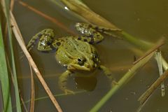 Teichfrosch in Konzert 03