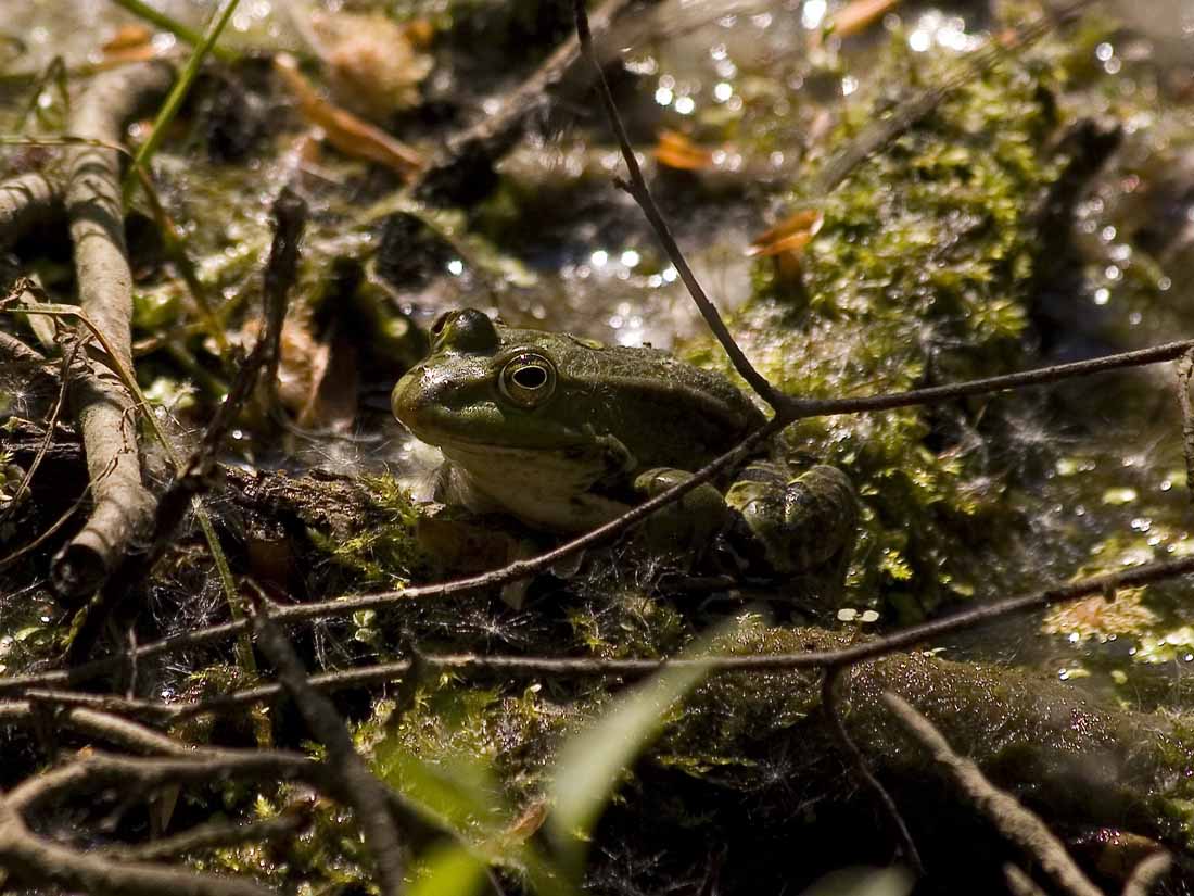 Teichfrosch in Lauerstellung