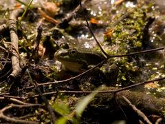 Teichfrosch in Lauerstellung