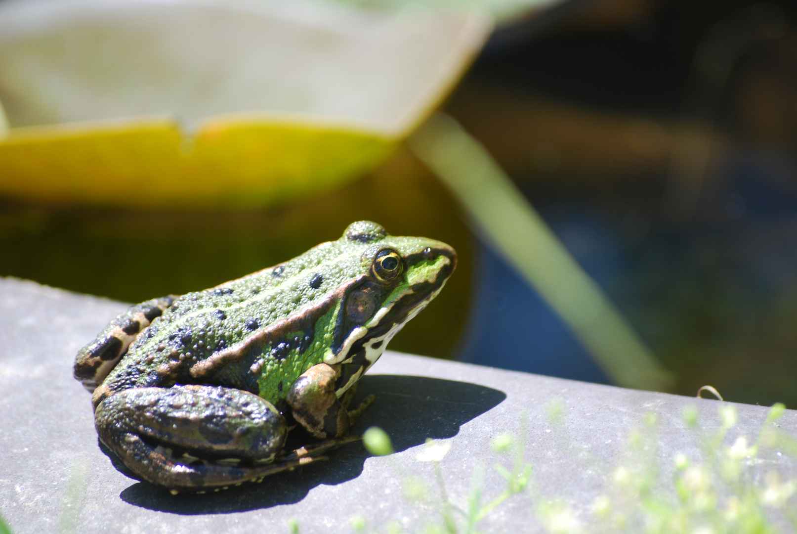 Teichfrosch in Lauerstellung