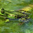 Teichfrosch in Urlaub im Grünen