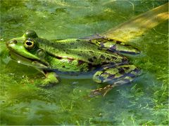 Teichfrosch in Urlaub im Grünen