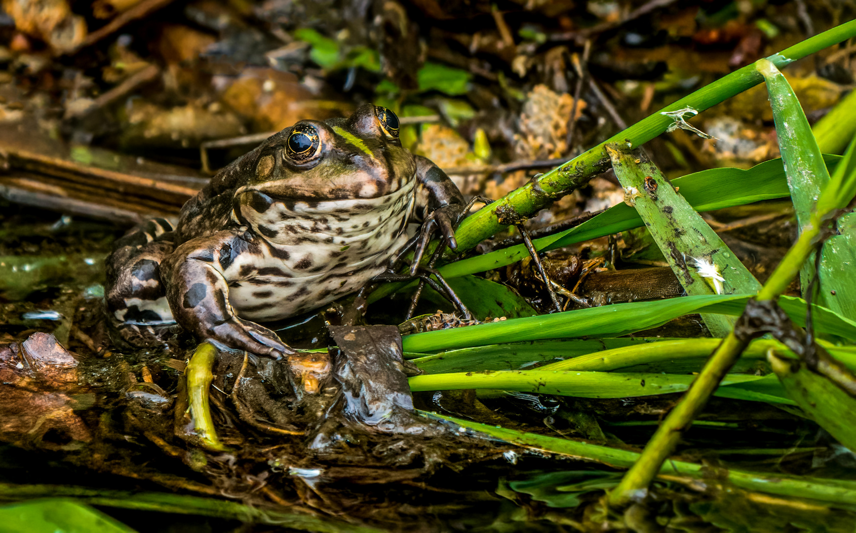 "TEICHFROSCH" (ISO 2000)