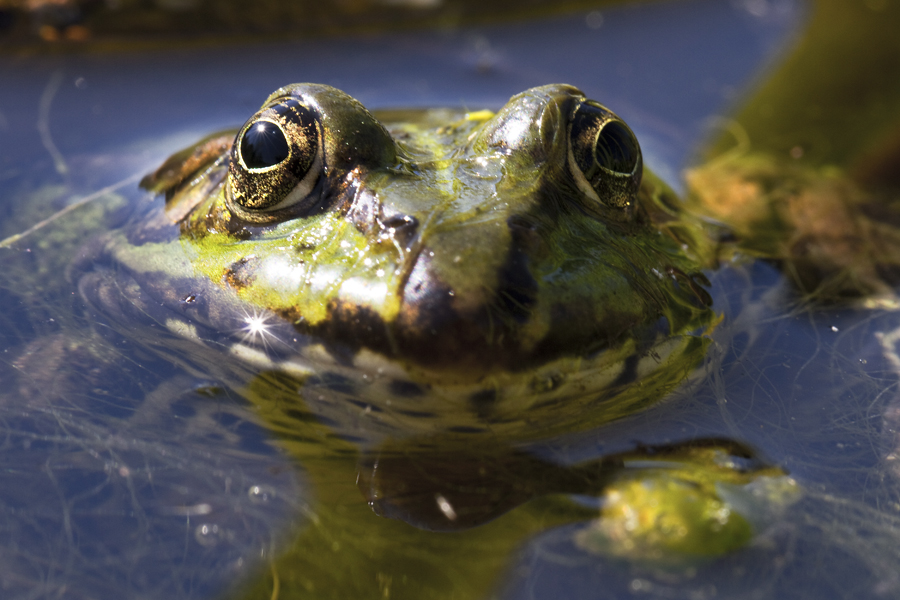 Teichfrosch IV