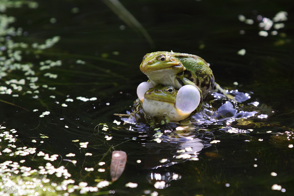 Teichfrosch IV - "Froschliebe"