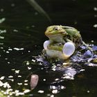 Teichfrosch IV - "Froschliebe"